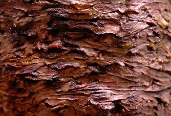 Die Linke propone un límite