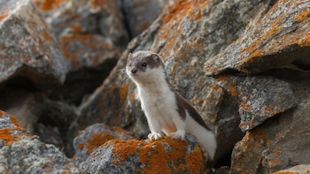 Un fósil encontrado en un yacimiento de Teruel adelanta en tres millones de años el origen de la familia de las comadrejas