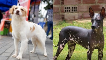 Dos perros de pie. Uno blanco con manchas marrones y pelaje largo, el otro de piel oscura sin pelo y manchas claras, con orejas erguidas