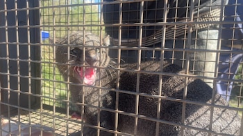 Atraparon a un yaguarundí en una casa de Córdoba, quedó al resguardo en una reserva natural y luego fue liberado