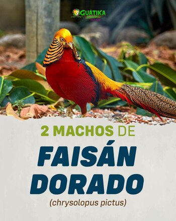 Dos machos de faisán robados