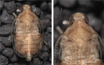 Cixius palmirandus, ejemplo de adaptación