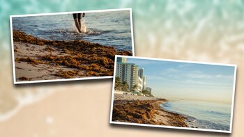 Sargazo llega a playas del