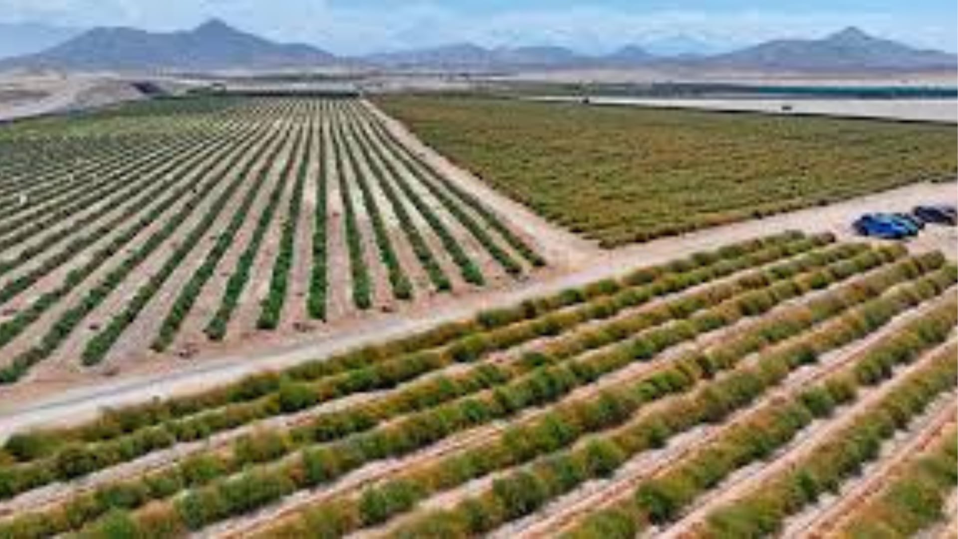 Con todo, el sector agroexportador enfrenta riesgos por la solvencia de la empresa gestora, fluctuaciones de precios internacionales y factores climáticos.