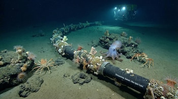 Empresas como Mertech Marine procesan