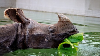 Cabeza de un rinoceronte sumergido en agua con una hoja verde en el hocico