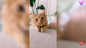 19/11/2020 Con cara de "gato