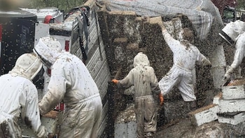 Millones de abejas se dispersan tras el vuelco de un camión en una zona residencial de Texas