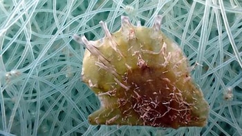 ‘Pinctada radiata’, la ostra invasora de origen tropical que se expande por el Mediterráneo occidental