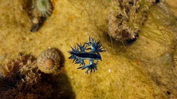 Dragon Azul Glaucus Atlanticus