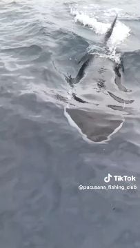 Orcas sorprenden al aparecer frente a las costas de Pucusana