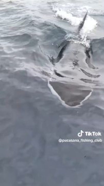 Orcas sorprenden al aparecer frente a las costas de Pucusana