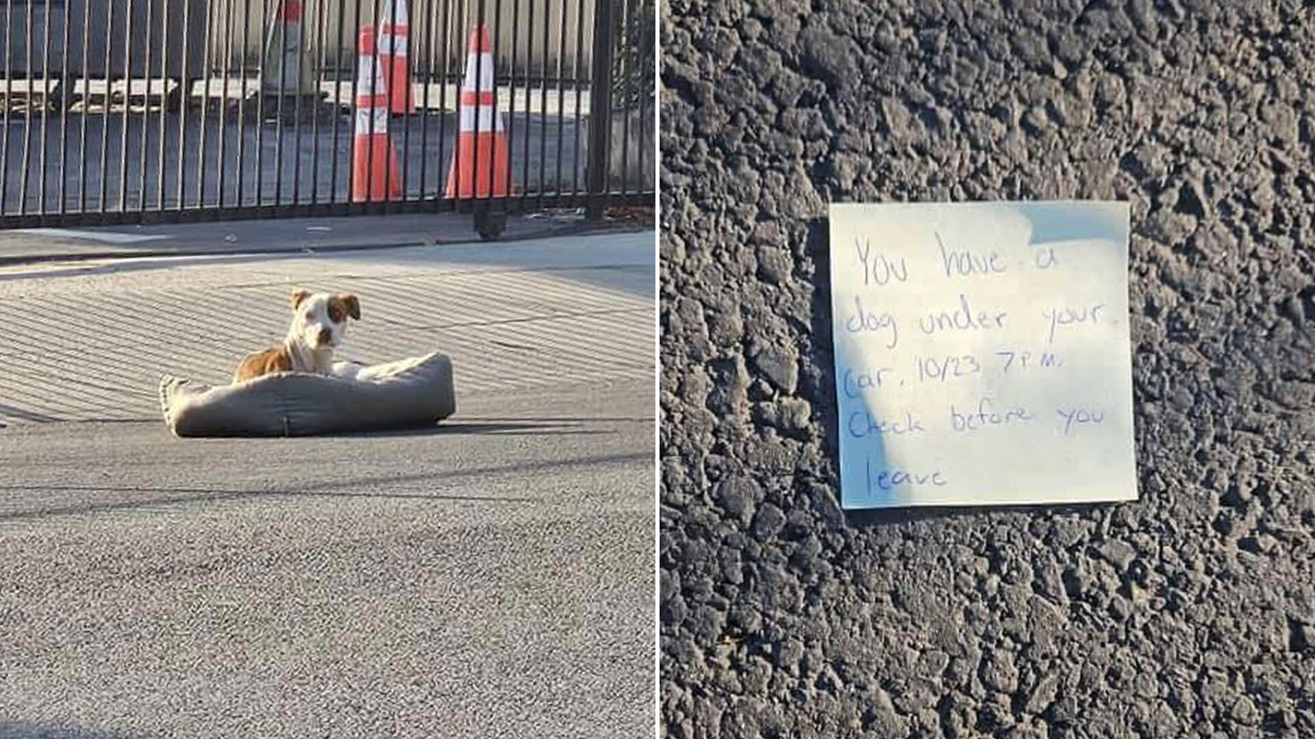 La advertencia oculta en un vehículo que salvó la vida de una perra y le dio una segunda oportunidad