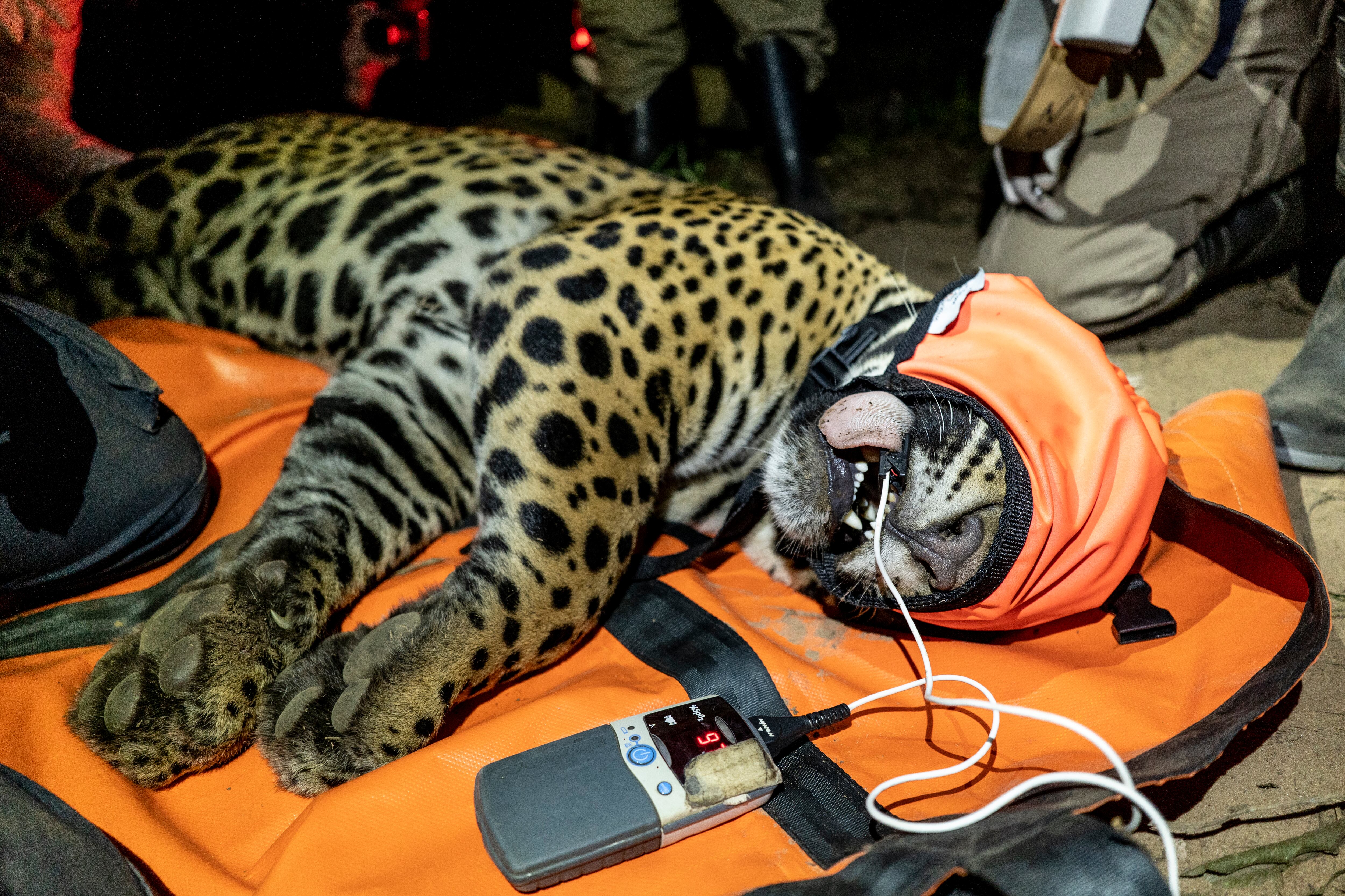 Se realizó la captura de un yaguareté silvestre en Iberá, al que se anestesió para colocarle un radiocollar. Esta intervención permitirá monitorear sus movimientos y recopilar información clave sobre su comportamiento en el área. El seguimiento se considera fundamental para evaluar la adaptación del ejemplar en el ambiente natural de Iberá (Créditos: Gentileza Sebastián Navajas)