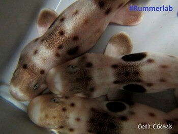 El calentamiento de las aguas