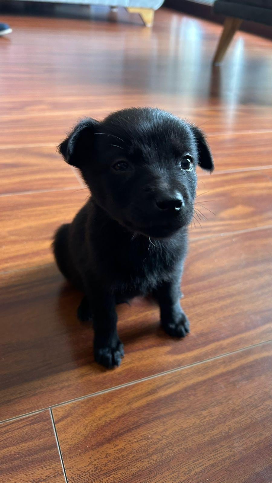 Mango es la perrita que aún queda por ser adoptada - crédito Fundación Rescátame