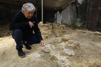 Alain Cabot encuentra en Francia, 100 huevos de dinosaurio de 72 millones de años de antigüedad