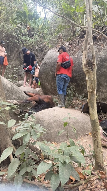 Ciudadanos aseguran que estas prácticas no son nuevas y que el uso de caballos para el transporte de turistas es común - crédito Marcha Nacional Por Los Animales De Colombia 2026 / Facebook