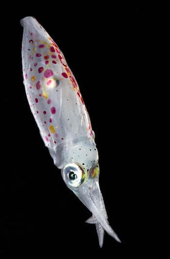 nota The twilight zone