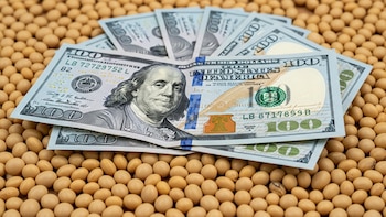 La liquidación del agro alcanzó los USD 2.918 millones en julio: los motivos por los que cayó 28% interanual