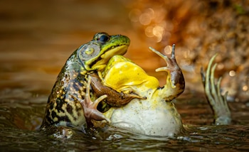 Dos ranas verdes enfrentadas por