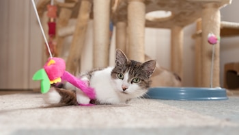 Un gato atigrado y blanco acostado sobre una alfombra clara. El gato juega con un juguete rosa y verde con plumas. Detrás hay un rascador para gatos y un cuenco azul