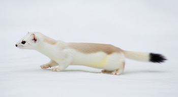 La liebre raqueta de nieve,