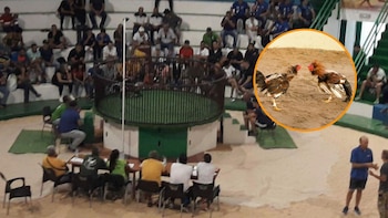 “Animales muertos, mutilaciones y uso