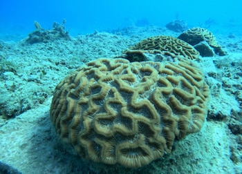 República Dominicana consolidó en Bayahíbe el primer banco genético de corales del país para conservar especies amenazadas. (Foto cortesía Fundemar)