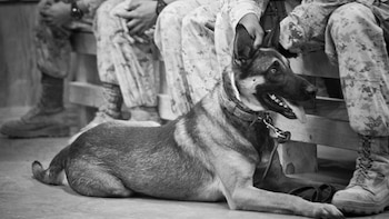 El canino nació y fue