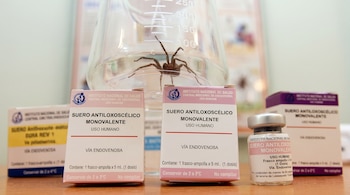 Cajas de suero antiloxoscélico, un frasco ampolla y una araña dentro de un vaso de precipitados de laboratorio sobre una mesa.