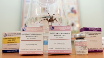 Perú produce su propio antídoto contra la mordedura de la araña casera: veneno arácnido puede poner en riesgo la vida