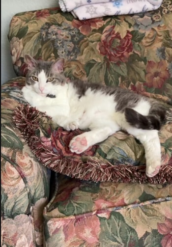 Los gatos no tienen la