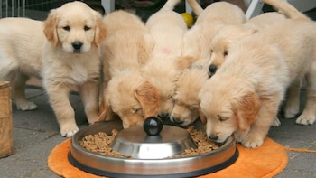 Siete cachorros de golden retriever de color crema comen de un comedero metálico circular con croquetas, situado sobre una alfombra naranja en suelo pavimentado