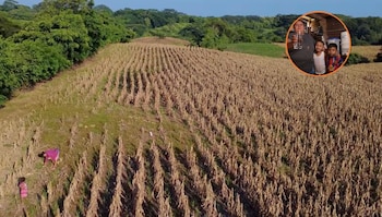 La pérdida de cosechas por la sequía dejó a los productores locales sin alimento y con deudas por créditos agrícolas. (Cortesía: Unicef El Salvador)
