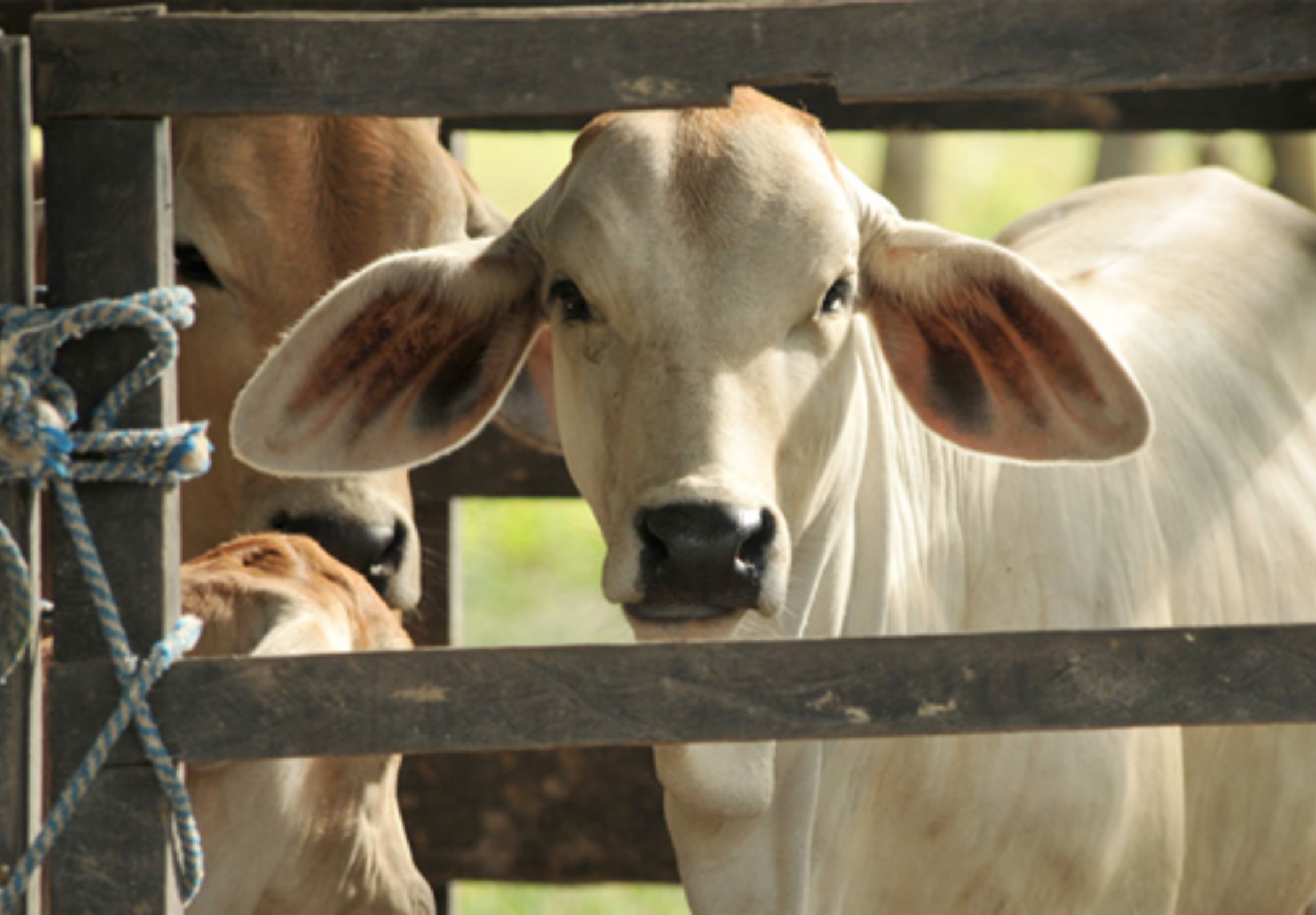 La metodología masiva del catastro multipropósito causa preocupación y confusión entre propietarios rurales que no ven viable asumir la nueva carga tributaria - crédito Fedegan
