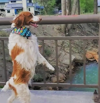 Su peculiar forma de caminar