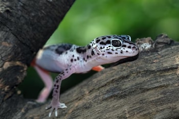 Un geco leopardo de piel clara con manchas negras y ojos oscuros apoyado sobre un tronco de madera