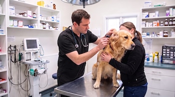 Un veterinario examina el oído de un perro golden retriever sobre una mesa de acero, con una mujer que lo sujeta. Detrás hay estantes con medicamentos y equipo médico.