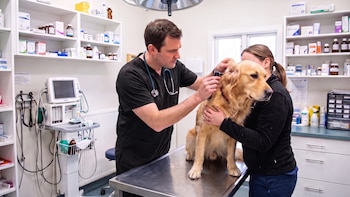 Día del Veterinario: por qué se celebra hoy, 6 de agosto en Argentina, y frases para enviar por Whatsapp