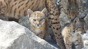 Nacen cuatro cachorros de lince ibérico en Murcia: es la segunda camada en libertad de esta especie emblemática en Lorca