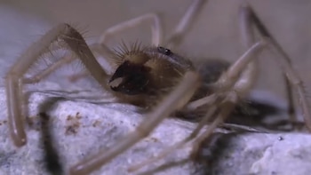 Velocidad, caza nocturna y expertas en el desierto: así es la vida secreta de las arañas camello