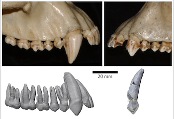 Comparación de los dientes caninos