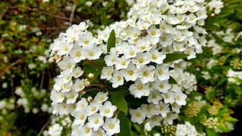 Flores blancas de la planta
