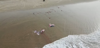 Cincuenta años después, la tribu