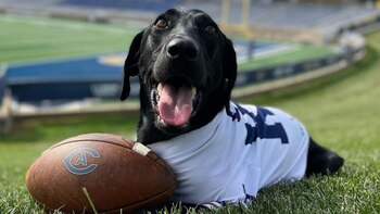 La canina ayuda a crear