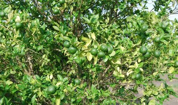 México disputa el liderazgo mundial