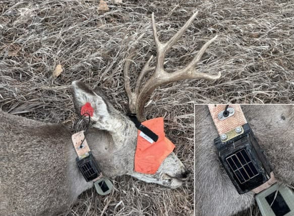 El registrador funciona con energía solar y utiliza un sensor láser para medir material particulado de 2,5 micrómetros (Gentileza, estudio: Señales de humo: Medición de la exposición de la fauna silvestre al humo mediante sensores fijos y portátiles, publicado en Methods in Ecology and Evolution)