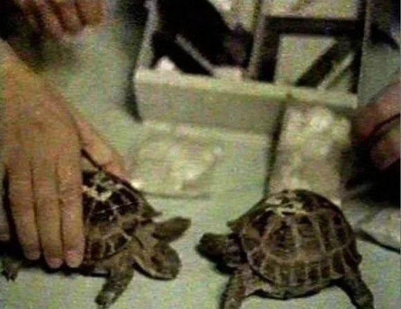 La NASA señala que las tortugas fueron los primeros organismos vivos que realizaron un viaje circunlunar y regresaron a la Tierra