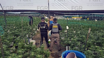 Invernadero marihuana, Tequila, Jalisco